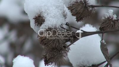 Snowy dry thorn in winter closeup