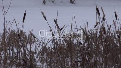 Dried reeds in winter on the pond