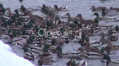 Wintering ducks feed in unfrozen pond