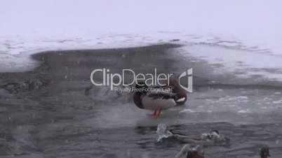 Ducks on the ice and ice-free pond
