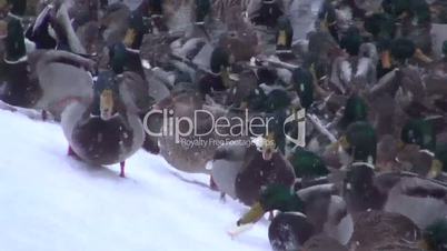 Ducks feed on the snow-covered shore in ice-free pond