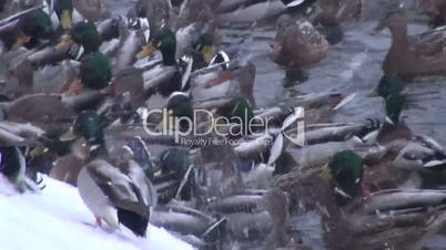 Wintering ducks feed in unfrozen pond