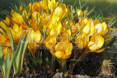 Krokusblüten