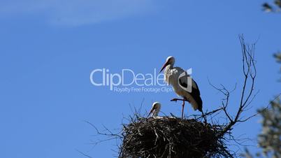 Storks in nest in Doñana preserve, Spain