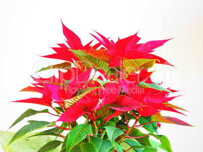 Poinsettia Christmas star