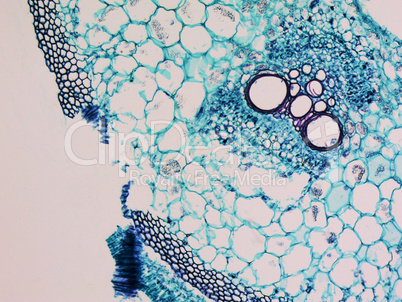 Cucurbita stem micrograph