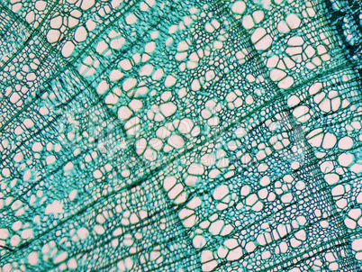 Tilia stem micrograph