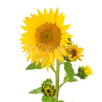 sunflower isolated on white background