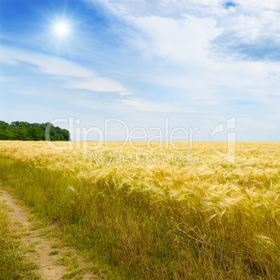 wheat field, sun and blue sky