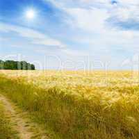 wheat field, sun and blue sky