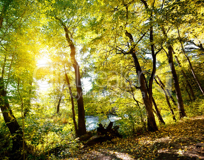 Forest on slope