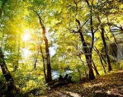 Forest on slope