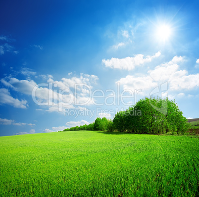 Trees in the field