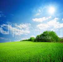 Trees in the field