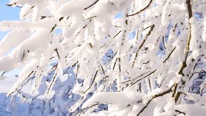 Zweige mit Schnee