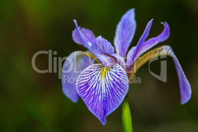 Iris