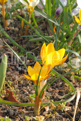 Krokusblüten