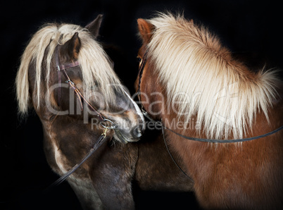 zwei pferde vor schwarzem hintergrund