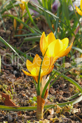 Krokusblüten