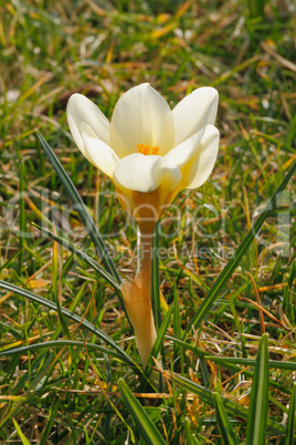 Krokusblüten Krokusblüten