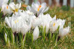 Krokusblüten