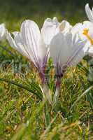 Krokusblüten