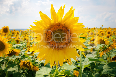 Sunflower field and blue sky