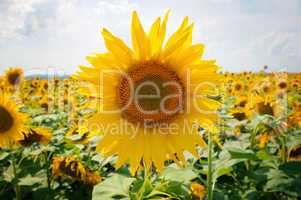 Sunflower field and blue sky