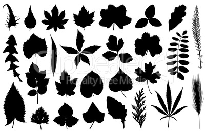 Set of different leaves