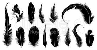 Set of different feathers