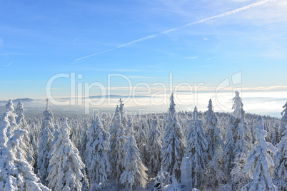 Winterlandschaft Natur Wald Schnee