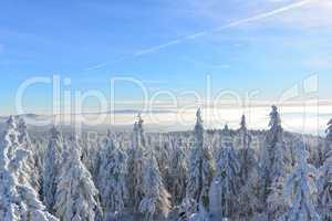 Winterlandschaft Natur Wald Schnee