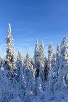 Winterlandschaft Natur Wald Schnee