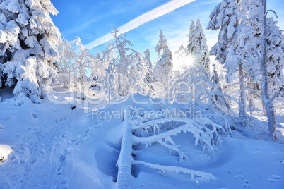 Winterlandschaft Natur Wald Schnee