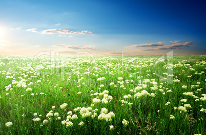 Flowers at sunset