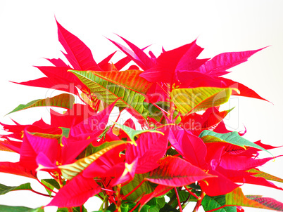 Poinsettia Christmas star Poinsettia Christmas star