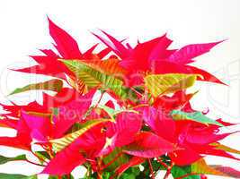 Poinsettia Christmas star