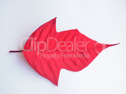 Poinsettia Christmas star leaf