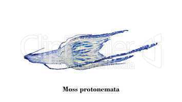 Moss protonemata micrograph