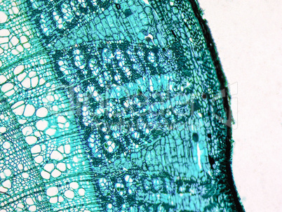 Tilia stem micrograph