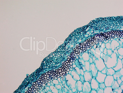 Cucurbita stem micrograph Cucurbita stem micrograph