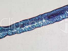 Leaf micrograph