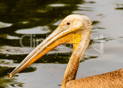 Pelican