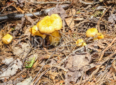 Chanterelle mushrooms