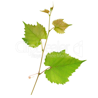 Grape leaves isolated on white background