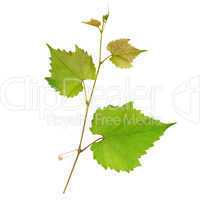 Grape leaves isolated on white background