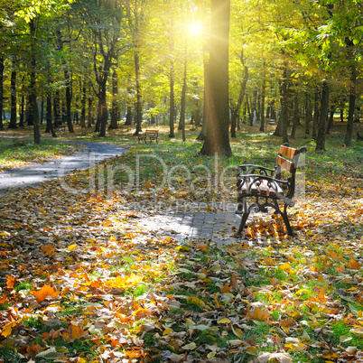 beautiful autumn park