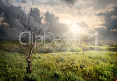 Dry tree and clouds