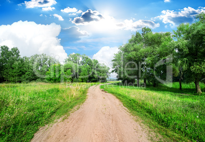 Road and trees