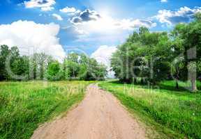 Road and trees